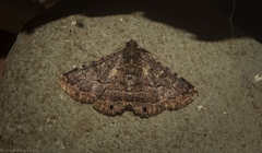 Diatenes aglossoides