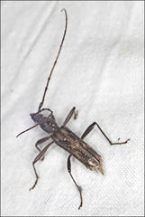 Aesiotyche favosa