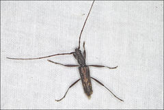 Aesiotyche favosa