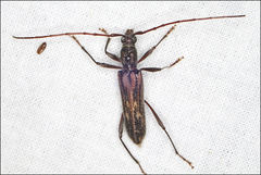 Aesiotyche favosa