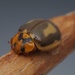 Antipodean Ladybird - Photo (c) Tom, some rights reserved (CC BY), uploaded by Tom