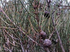 Allocasuarina mackliniana