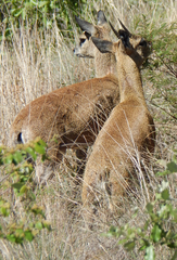 Oreotragus oreotragus transvaalensis