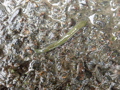 Whitmania laevis