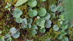 Dichondra microcalyx