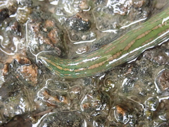 Whitmania laevis