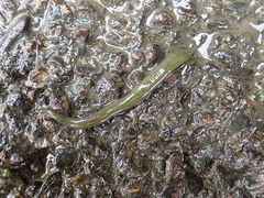 Whitmania laevis