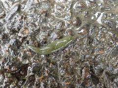 Whitmania laevis
