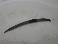 Whitmania laevis