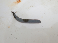 Whitmania laevis