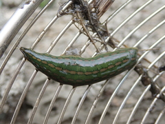 Whitmania laevis
