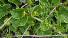 Ullucus tuberosus