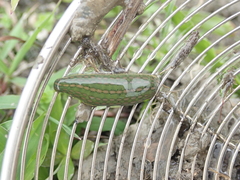 Whitmania laevis