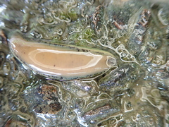 Whitmania laevis