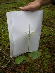 Platanthera orbiculata