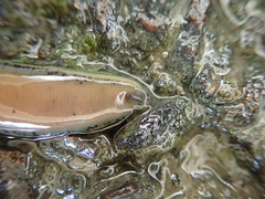 Whitmania laevis