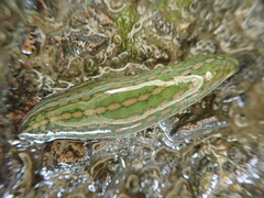 Whitmania laevis