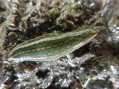 Whitmania laevis