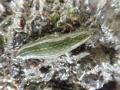 Whitmania laevis