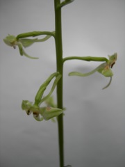 Platanthera orbiculata