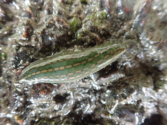 Whitmania laevis