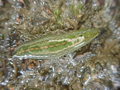 Whitmania laevis