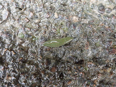 Whitmania laevis
