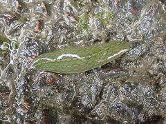 Whitmania laevis