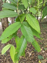 Lagerstroemia tomentosa