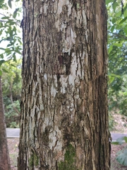 Lagerstroemia tomentosa