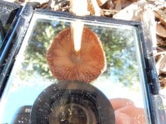 Volvopluteus gloiocephalus