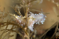 Cuthonella concinna
