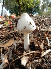 Volvopluteus gloiocephalus