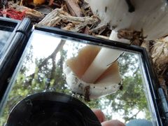 Volvopluteus gloiocephalus