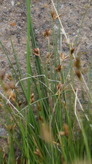 Juncus imbricatus