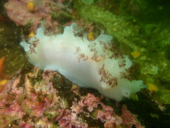 Dendronotus rufus