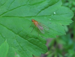 Psila