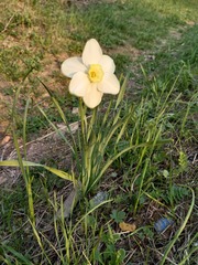 Narcissus × incomparabilis