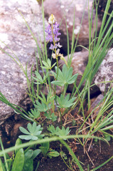 Lupinus burkei