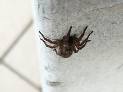 Arctosa personata