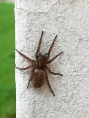 Arctosa personata