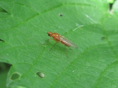 Psila