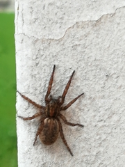 Arctosa personata