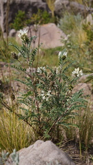 Astragalus garbancillo