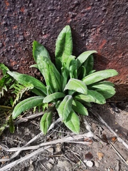 Cirsium arvense