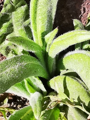 Cirsium arvense