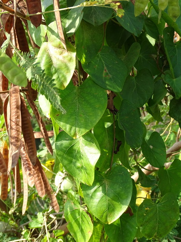 Ipomoea anisomeres