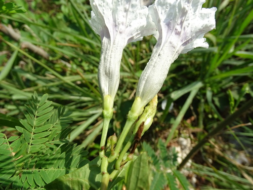 Ipomoea anisomeres