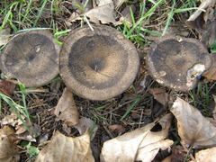 Melanoleuca fusca