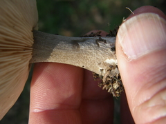 Melanoleuca fusca